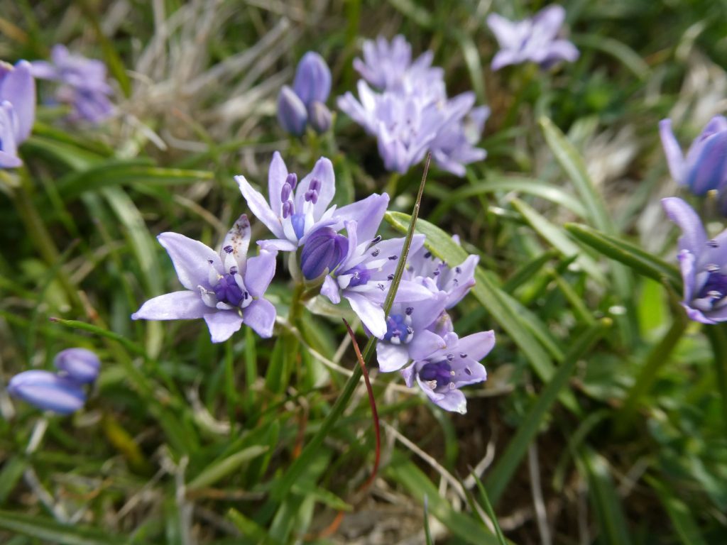 Blue Flower, Seabirds & Wildflowers Walk