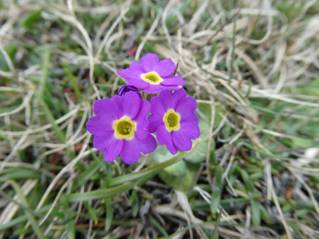 Scottish Primrose, Evening Wildlife Walks