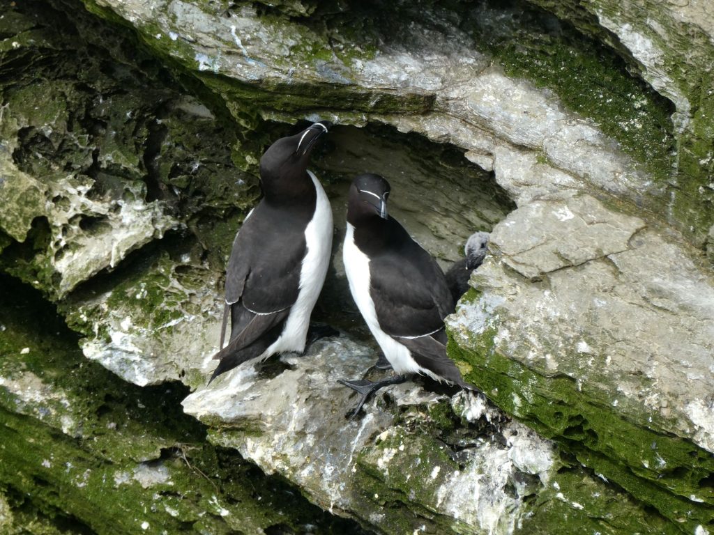 Razorbills, Evening Wildlife Walk