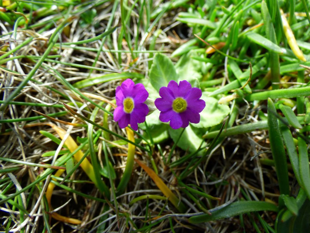 Scottish Primrose, Evening Wildlife Walk