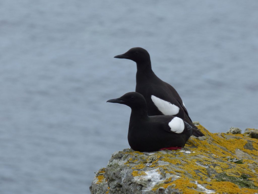 Black Guillemots, Flotta: A Hidden Gem