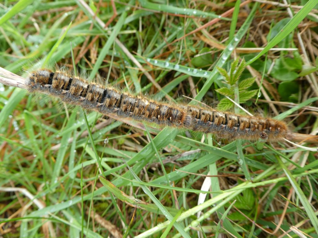 Caterpillars, Flotta: A Hidden Gem