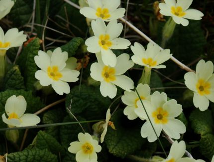 Flotta: A Hidden Gem