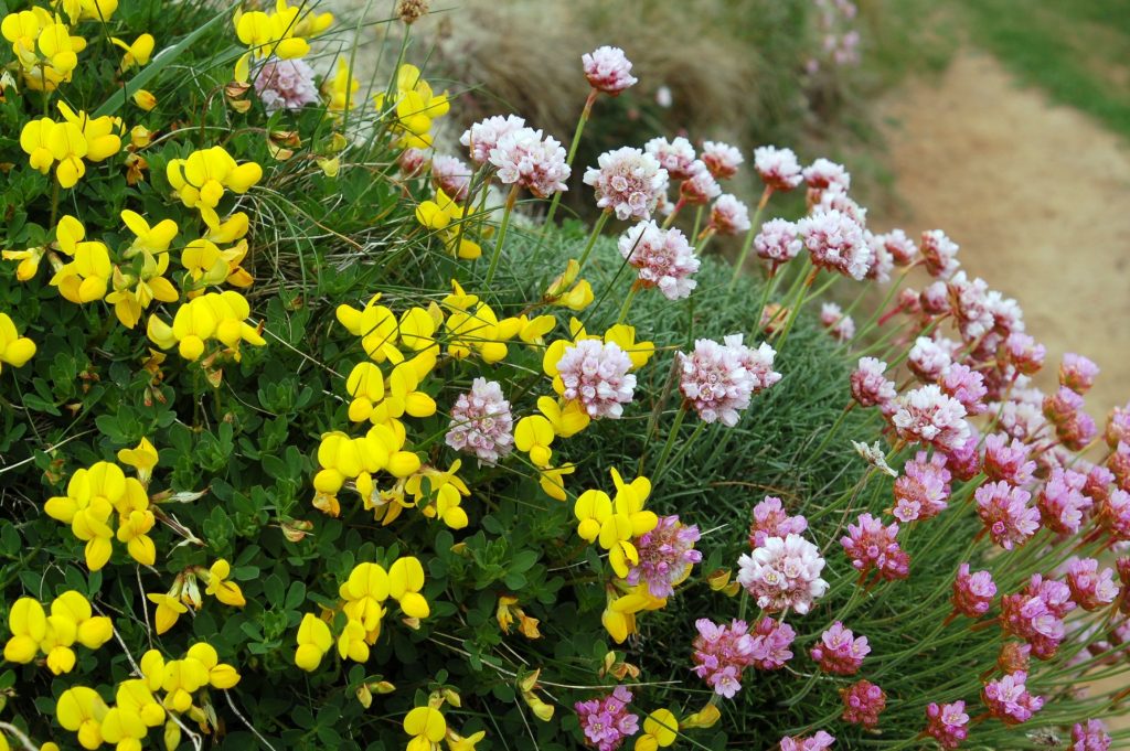 Wildflowers, Evening Wildlife Walk