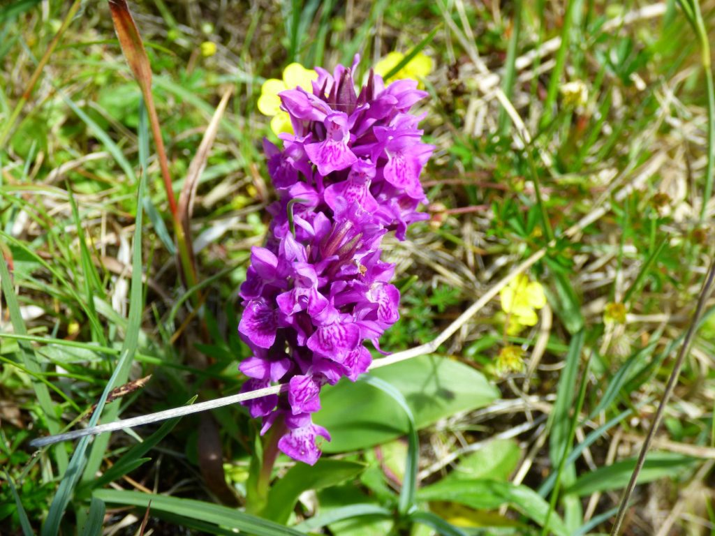 Orchid, Graemsay: An Island Adventure