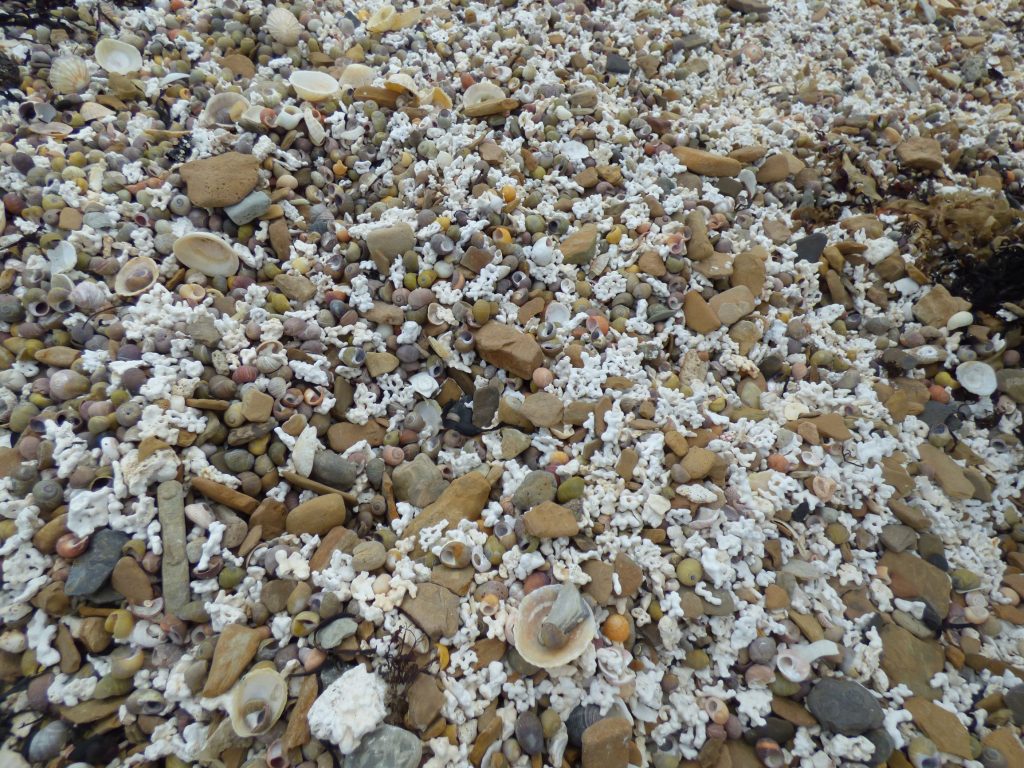 Maerl, Graemsay: An Island Adventure