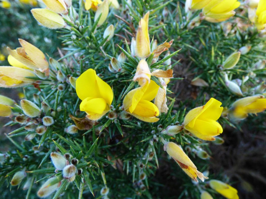 Gorse, Hidden Gem Walk