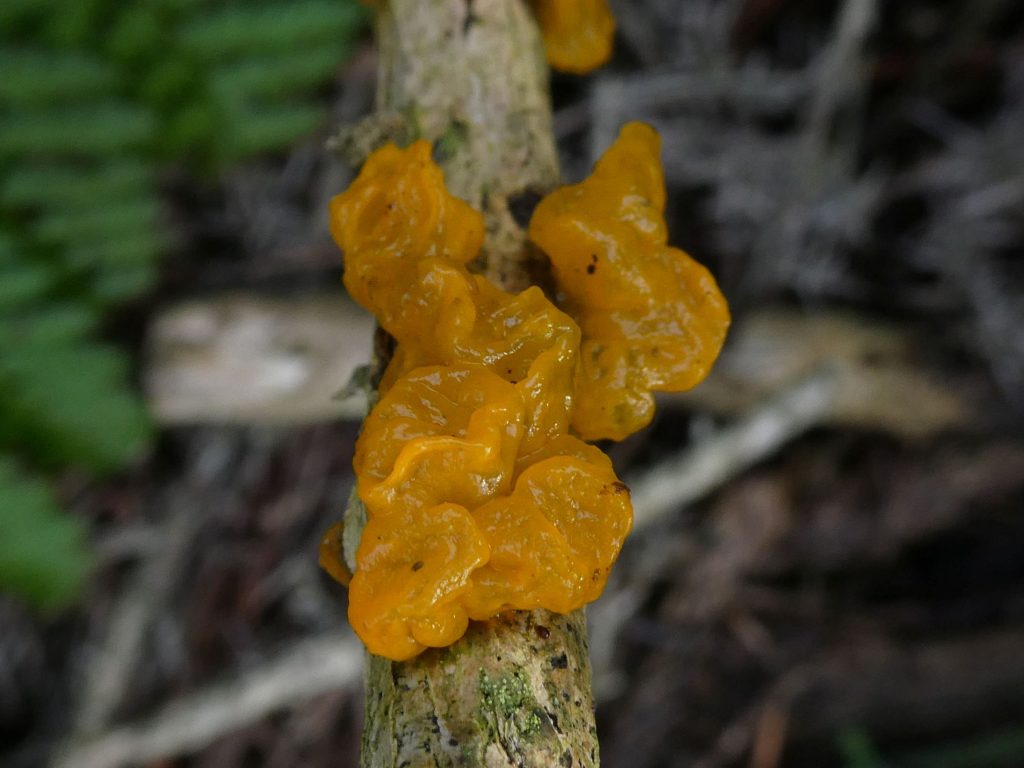 Yellow Brain Fungus, Hidden Gem Walk