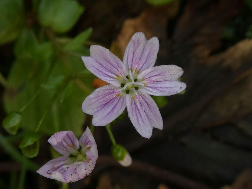 Pink Purslane, Hidden Gem Walk