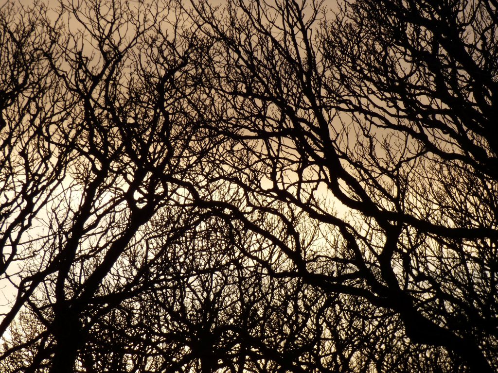 Winter Trees, Hidden Gem Walk