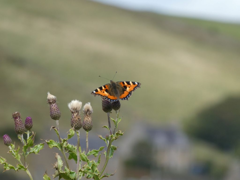 Stromness Saunters 1 The Harbour