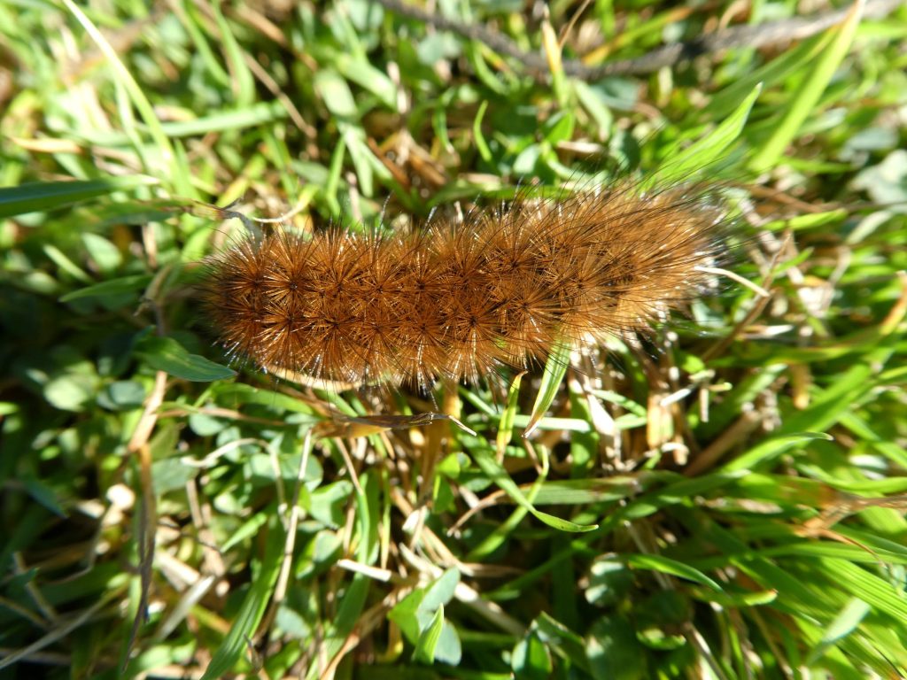 Stromness Saunters 1 The Harbour