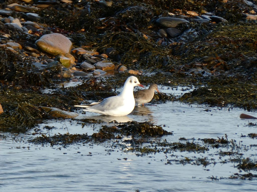 Stromness Saunters 1 The Harbour