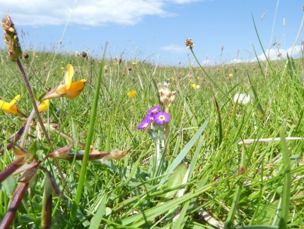 Wildflowers, Early Bird Special Offer