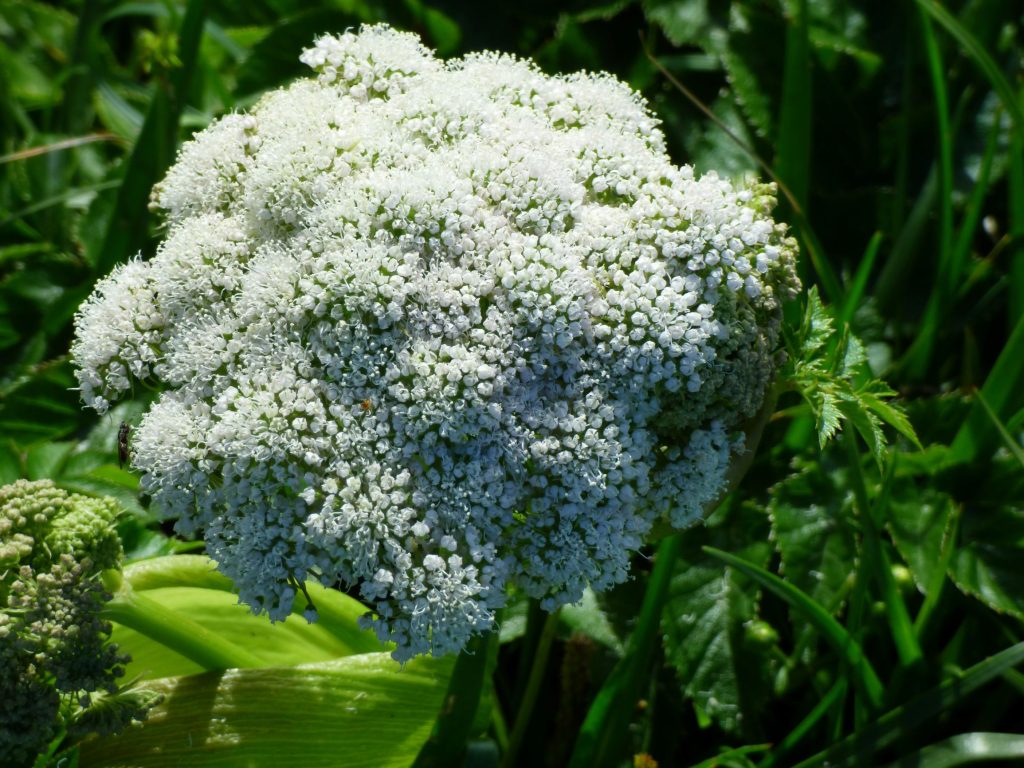 Angelica flower, Mull Head Wildlife Walk