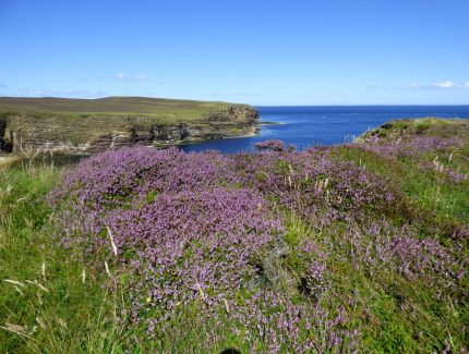 Mull Head Wildlife Walk