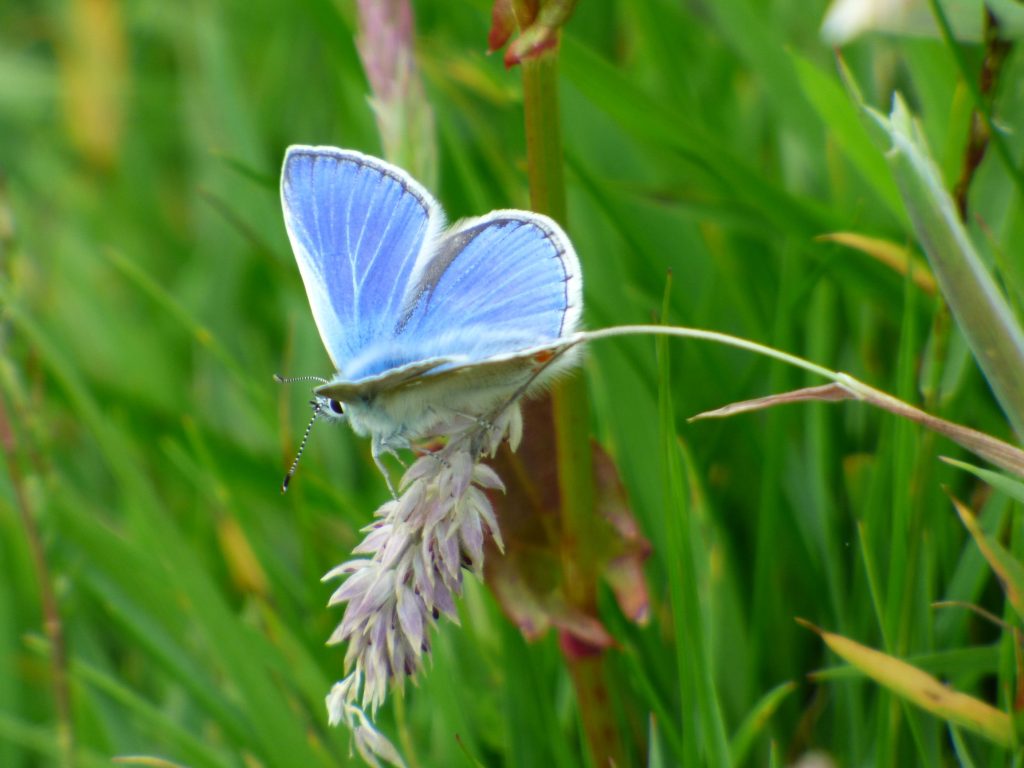 Common Blue butterfly, Mull Head Wildlife Walk