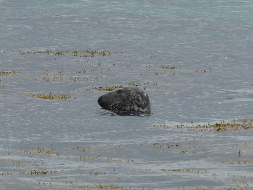 Grey seal in water, Mull Head Wildlife Walk