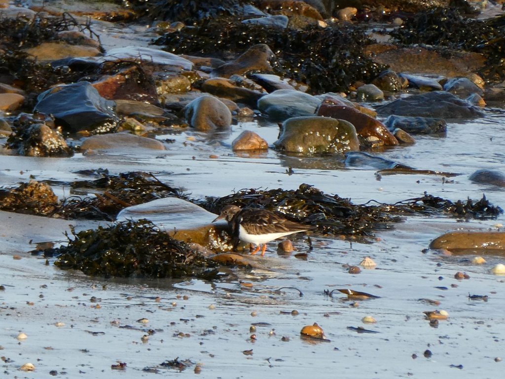 Stromness Saunters 2 The West Shore