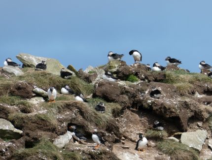 The Ultimate Puffin Experience