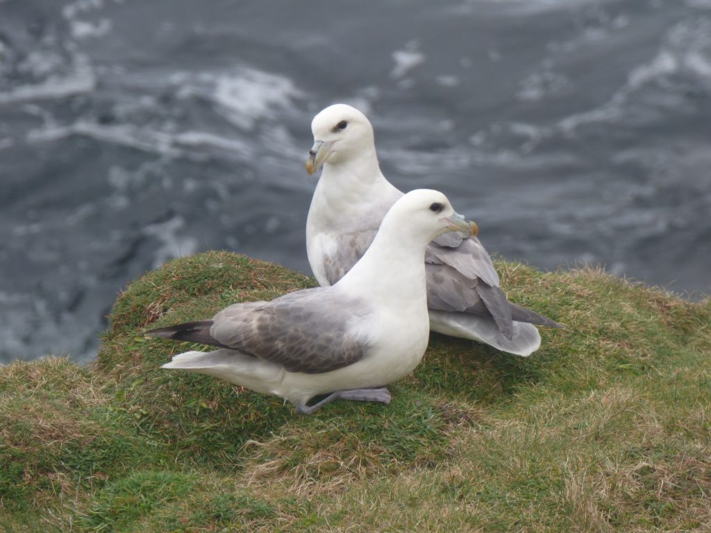 Fulmars, Seabird City Experience
