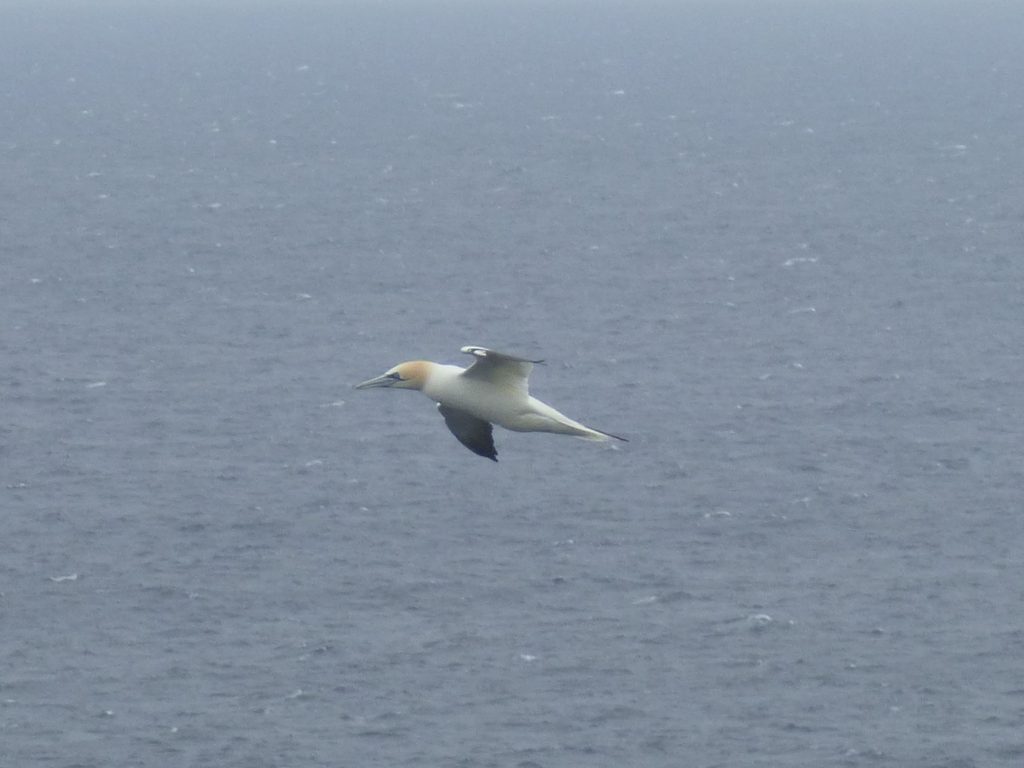 Flying Gannet, Seabird City Experience