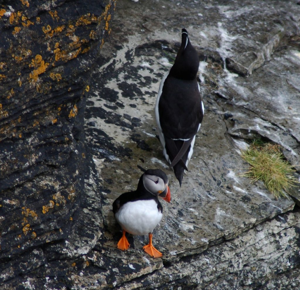 Puffin & Razorbill, Seabird City Experience