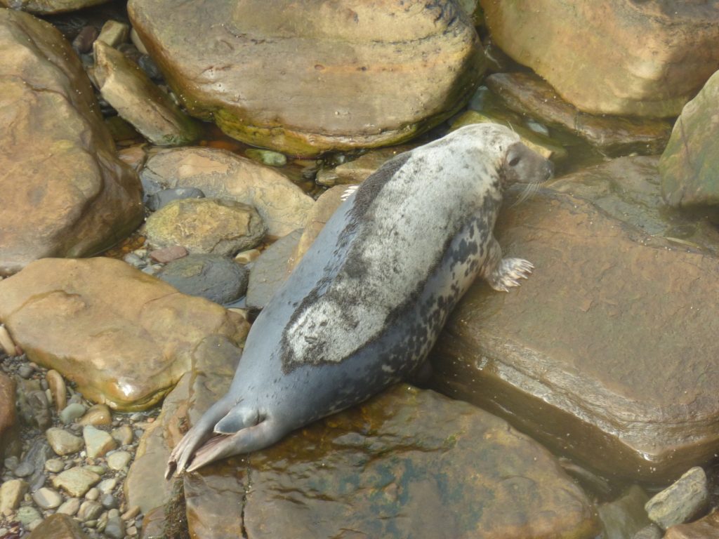 Grey Seal adult, Seal Pup Walk