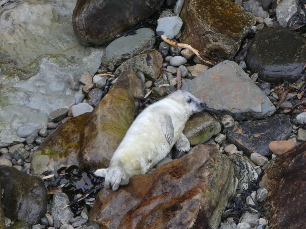 Seal Pup Walk