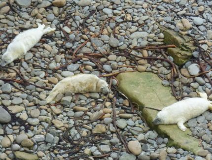 Grey Seal Pups, Seal Pup Walk